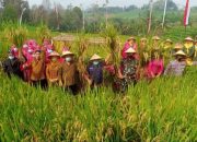 TRADISI METIK MASIH DI PERTAHANKAN DI DESA KROSOK, KECAMATAN SENDANG, MENJELANG PANEN RAYA