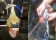 Penyakit Mulut dan Kuku atau PMK di Tulungagung Kini Semakin Merajala, Peternak Sapi di Kecamatan Sendang Meminta Perhatian Dari PEMDA