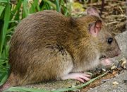 Dinkes Tulungagung Ambil Sampel Ginjal Tikus Liar Antisipasi Leptospirosis