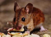 Selain Produk Takjil Mengandung Zat Berbahaya, Dinkes Tulungagung Temukan makanan sisa tikus