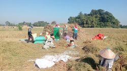 Petani Jember Keluhkan Hasil Panen MT 2 Turun, Cuaca Ekstrem dan Hama Jadi Kendala