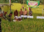 Tradisi Metik Padi Masih Dijalankan Di Desa Krosok