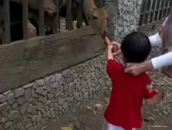 Sentilan Polos Sang Cucu Ungkap Tabir Kelam: Rusa Pendopo Tulungagung Kurus Meski Anggaran Cair Rp600 Ribu Per Hari