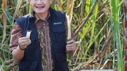 Lamongan Dapat Alokasi 1.385 Hektare Program Bongkar Ratoon Tebu Tahun 2026, Petani Diminta Segera Mendaftar