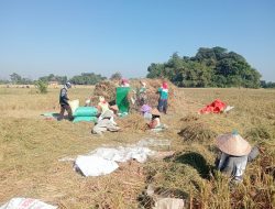 Petani Jember Keluhkan Hasil Panen MT 2 Turun, Cuaca Ekstrem dan Hama Jadi Kendala
