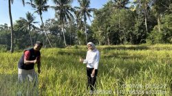 Swasembada Pangan Terancam Jadi Angan, Petani Jember Ungkap Fakta Pahit di Lapangan