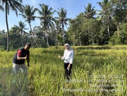 Swasembada Pangan Terancam Jadi Angan, Petani Jember Ungkap Fakta Pahit di Lapangan